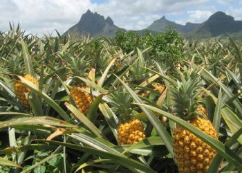 Ghana's Pineapple Exports
