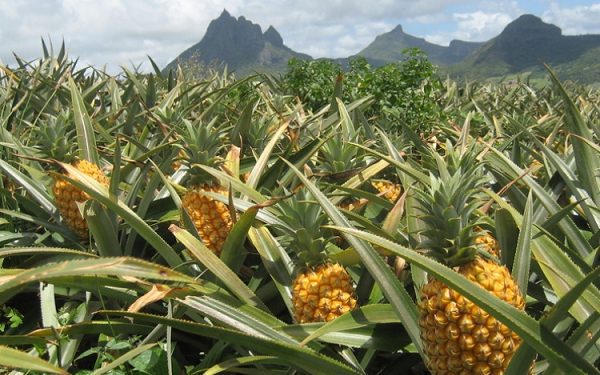 Ghana's Pineapple Exports