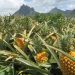 Ghana's Pineapple Exports