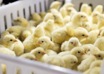 Poultry Farmers Association