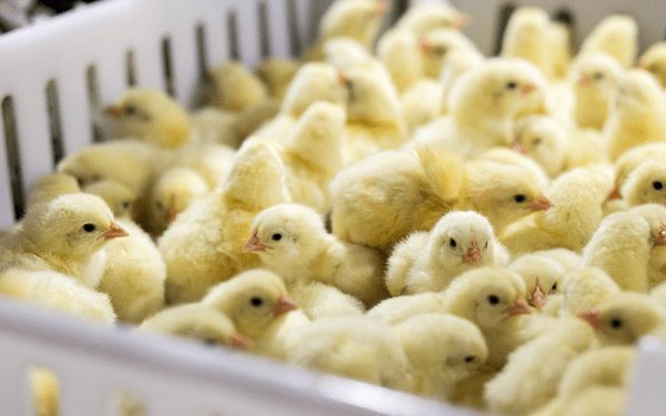 Poultry Farmers Association