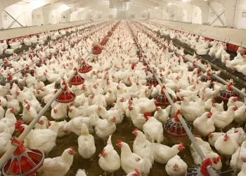Poultry Farming