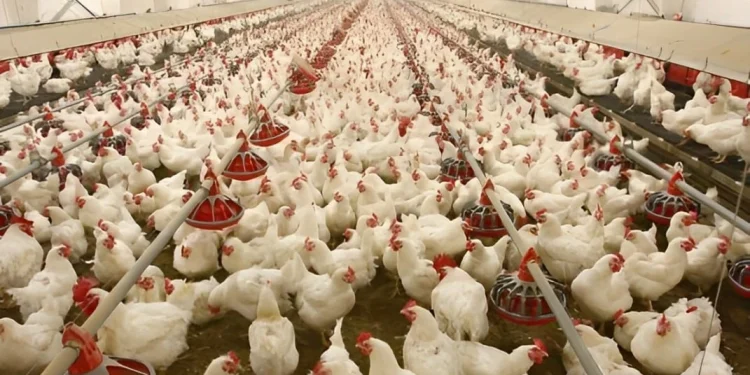 Poultry Farming