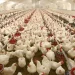 Poultry Farming