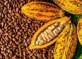 New Cocoa Producer Price to Be Announced in August – President Mahama Assures Farmers.