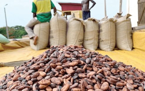 Cocoa beans 1