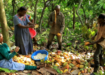 President Mahama introduces tertiary scholarship scheme for children of cocoa farmers