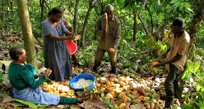 cocoa farmers in gh