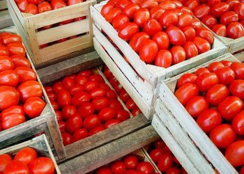 Crates Of Tomatoes