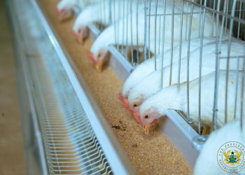 President Mahama Pledges Full Support for National Service Poultry Farm