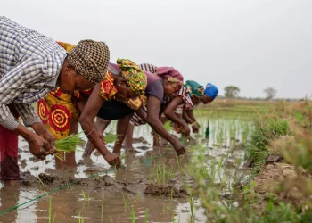 Government Accelerates Mechanisation, Extension Support, and Cooperative Development Under Feed Ghana Programme