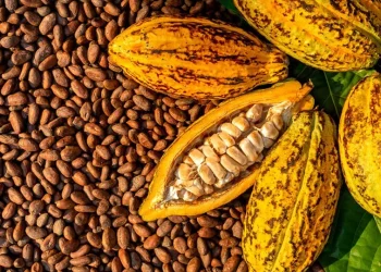 Global Cocoa price slump hits Ghana and Côte d’Ivoire