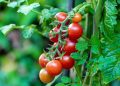 We Will End Tomato Imports in Four Months,” Agric Minister Assures, Addresses Food Price Reduction