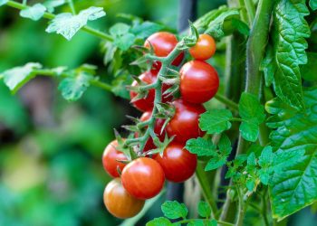 We Will End Tomato Imports in Four Months," Agric Minister Assures, Addresses Food Price Reduction 2 We Will End Tomato Imports in Four Months,” Agric Minister Assures, Addresses Food Price Reduction