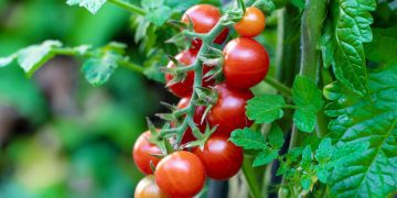 We Will End Tomato Imports in Four Months,” Agric Minister Assures, Addresses Food Price Reduction