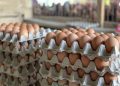 Ghana Resumes Egg Exports to Burkina Faso Following Ministerial Intervention