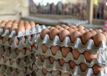 Ghana Resumes Egg Exports to Burkina Faso Following Ministerial Intervention 3 Ghana Resumes Egg Exports to Burkina Faso Following Ministerial Intervention