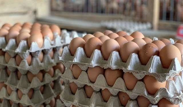 Ghana Resumes Egg Exports to Burkina Faso Following Ministerial Intervention 1 EGG