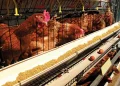 Agric Ministry to Procure Poultry for MPs in Major Drive to Boost Local Production