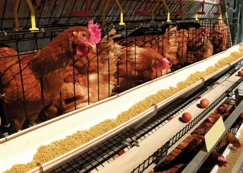 Agric Ministry to Procure Poultry for MPs in Major Drive to Boost Local Production