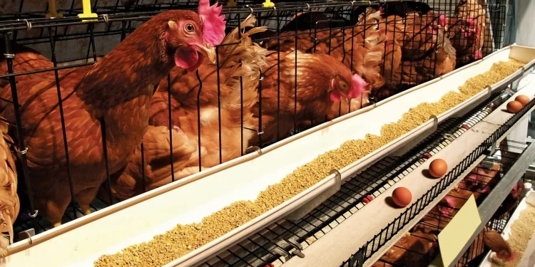 Agric Ministry to Procure Poultry for MPs in Major Drive to Boost Local Production 1 hens henhouse heating conditions lighting chickens egg