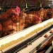 Agric Ministry to Procure Poultry for MPs in Major Drive to Boost Local Production 8 Agric Ministry to Procure Poultry for MPs in Major Drive to Boost Local Production