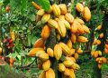 Ghana ready for EU deforestation rules as COCOBOD deploys nationwide cocoa traceability system