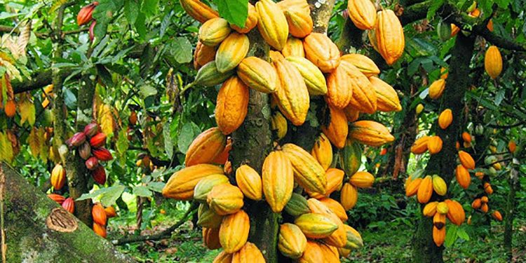 Ghana ready for EU deforestation rules as COCOBOD deploys nationwide cocoa traceability system 1 cocoa