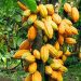 Ghana ready for EU deforestation rules as COCOBOD deploys nationwide cocoa traceability system 11 Ghana ready for EU deforestation rules as COCOBOD deploys nationwide cocoa traceability system
