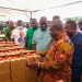Ghana targets 400,000 tonnes of tomatoes, 600,000 jobs under new self-sufficiency drive