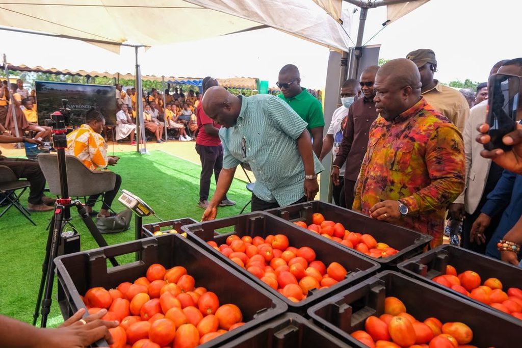 Ghana targets 400,000 tonnes of tomatoes, 600,000 jobs under new self-sufficiency drive 2 eric1a